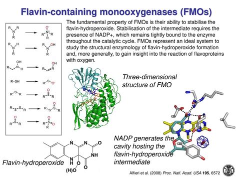 monooxygenase|More.